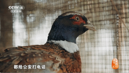 海燕直播app官方版