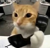 橘猫三角洲自动跑刀安卓最新版