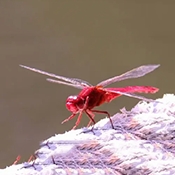 红蜻蜓电视盒子tv版